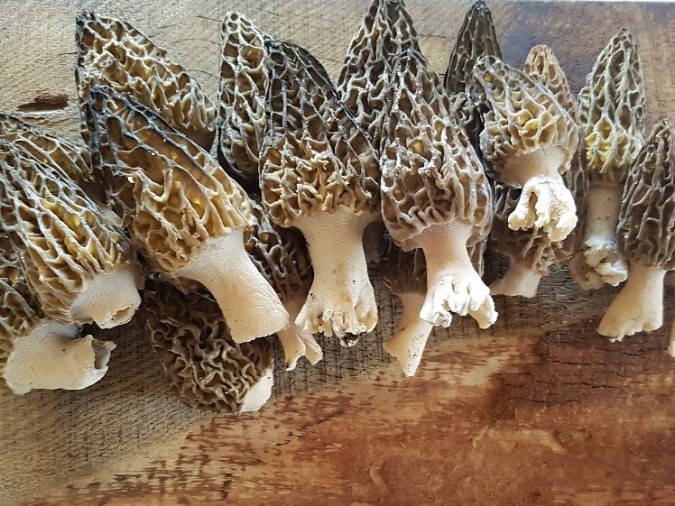 20170430_081544_resized