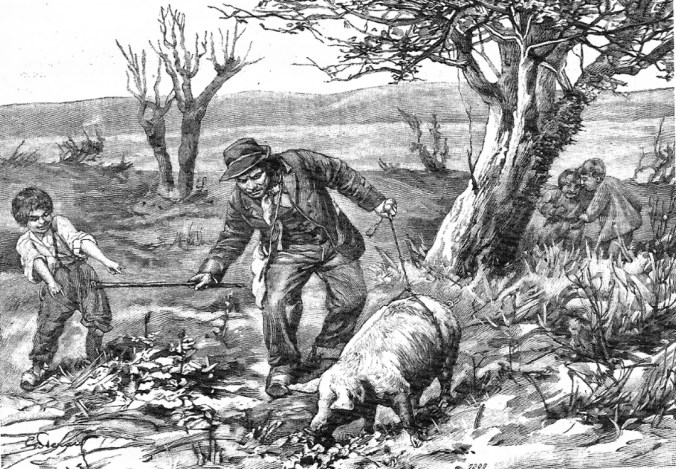 La_récolte_des_truffes_en_Périgord._Le_cochon_truffier