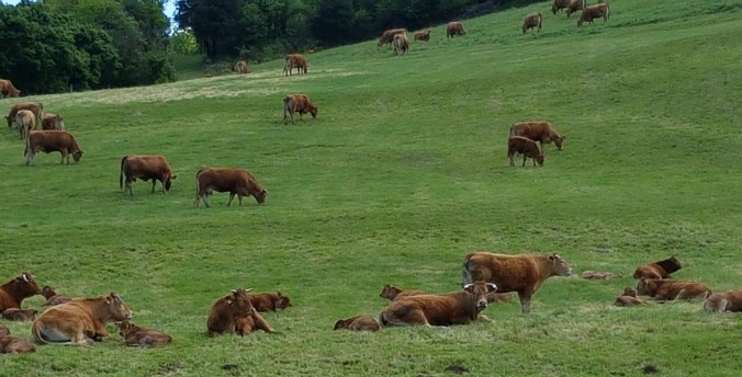 vaches aude france