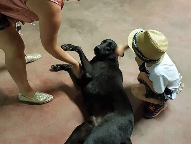 hund vinslott france.jpg