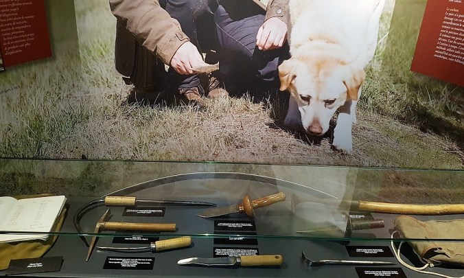 tryffelhund frankrike svart