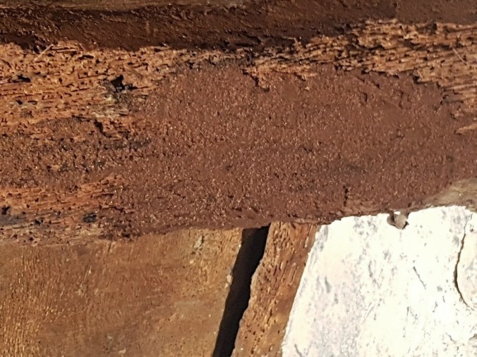 grovlagning insektsäten ek