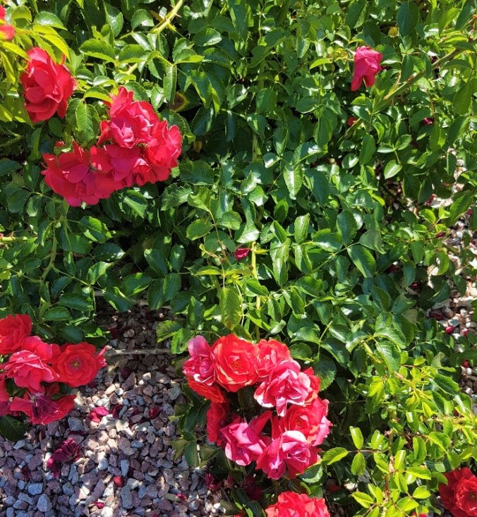 Blomstrande prakt aude