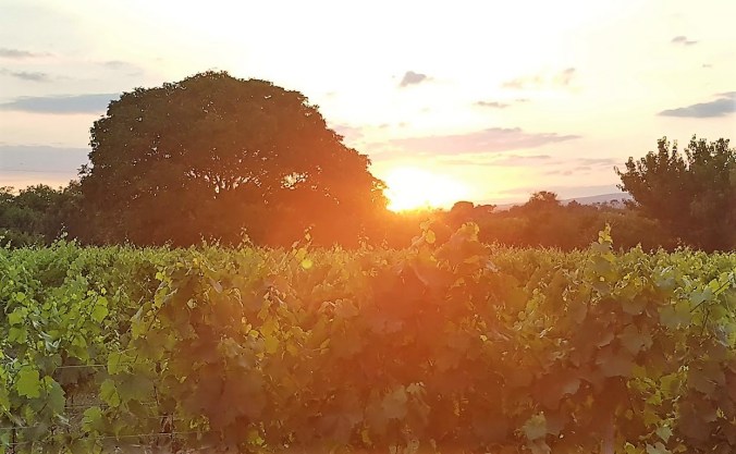 soldnedgång trädgård