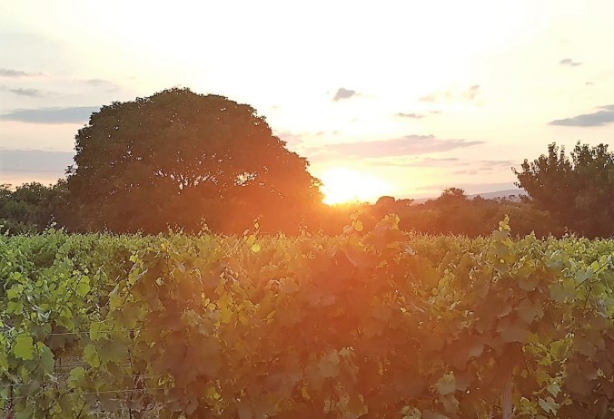 solnedgång vingård aude