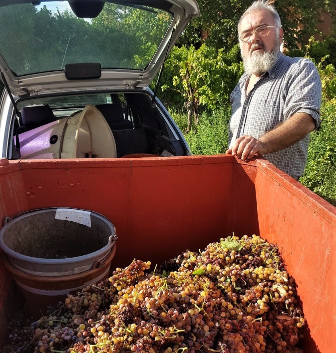 slut för idag vinplockning.jpg