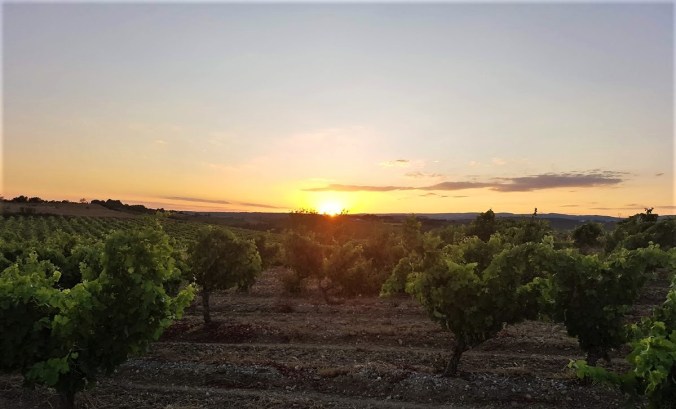 solnedgång vinfält